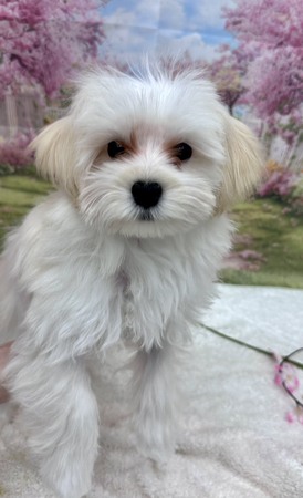 125456 MIX（マルチーズ×トイプードル）