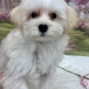 125456 MIX（マルチーズ×トイプードル）