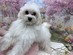 125342 マルチーズ