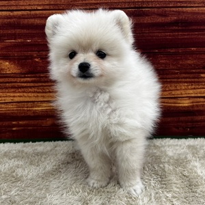 126044 ポメラニアン