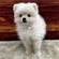 126044 ポメラニアン