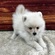 126044 ポメラニアン