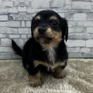 126046 MIX(チワワ×ダックスフンド)