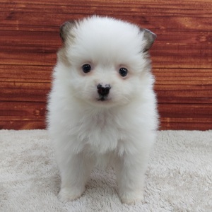 126023 MIX(チワワ×ポメラニアン)