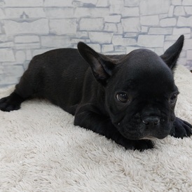 126021 フレンチブルドッグ