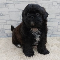 ペットアミ周船寺店