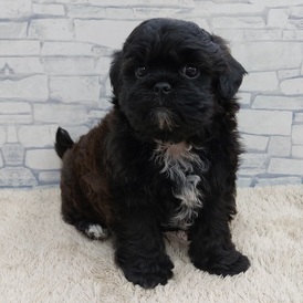 126022 MIX(トイプードル×シーズー)