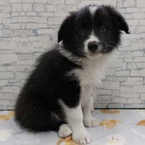 ボーダーコリー