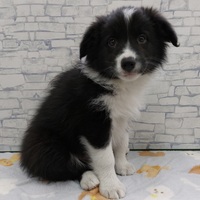 ペットアミ佐世保店