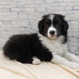 126029 ボーダーコリー