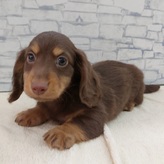 ミニチュアダックスフンド