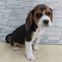 ペットアミ武雄店