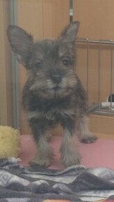 ミニチュアシュナウザー