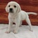 126039 ラブラドールレトリバー