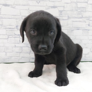 126040 ラブラドールレトリバー