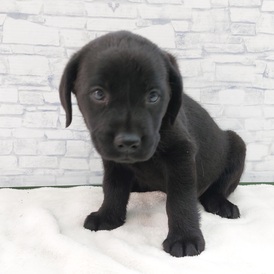 126040 ラブラドールレトリバー