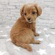 126037 チワプー(チワワ×トイプードル)