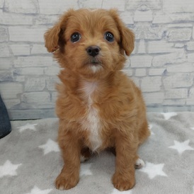 126037 チワプー(チワワ×トイプードル)