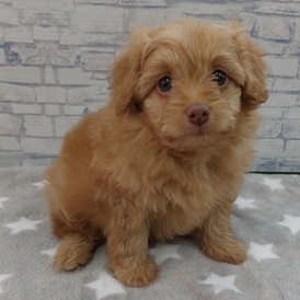 126036 ポメプー(ポメラニアン×トイプードル)