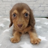 ミニチュアダックスフンド