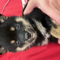 ペットアミ周船寺店