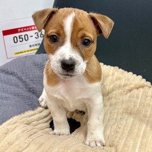 126035 ジャックラッセルテリア