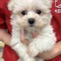 わんわんペットセンター