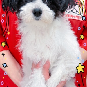 125352 MIX(マルチーズ×チワワ)