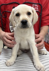 ラブラドールレトリバー