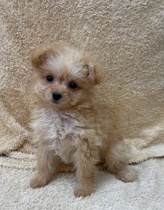 MIX(ポメラニアン×トイプードル)