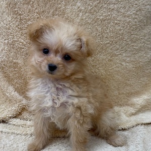 ペットアミ武雄店