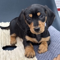 ペットアミ周船寺店