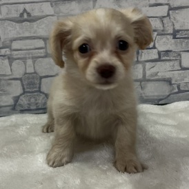 126057 MIX(チワワ×ミニチュアダックスフンド) 