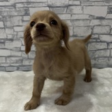 MIX(チワワ×ミニチュアダックスフンド)