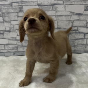 126058 MIX(チワワ×ミニチュアダックスフンド)