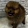 126056 ポメラニアン