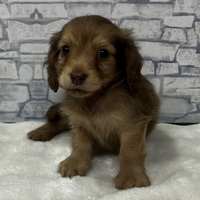 ペットアミ佐世保店