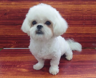 124504 マルぺキ(マルチーズ×ペキニーズ)