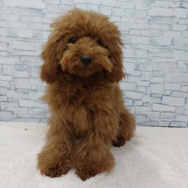 125380 トイプードル