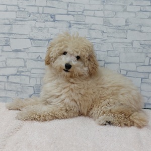 125474 トイプードル