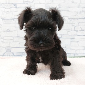 126052 ミニチュアシュナウザー