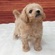 126053 MIX(トイプードル×ビションフリーゼ)