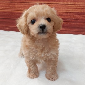 126053 MIX(トイプードル×ビションフリーゼ)