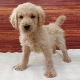 MIX(ゴールデンレトリーバー×スタンダードプードル）