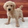 126054 MIX(ゴールデンレトリーバー×スタンダードプードル）