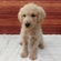 126054 MIX(ゴールデンレトリーバー×スタンダードプードル）