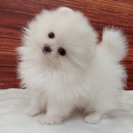 126051 ポメラニアン