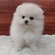 126051 ポメラニアン