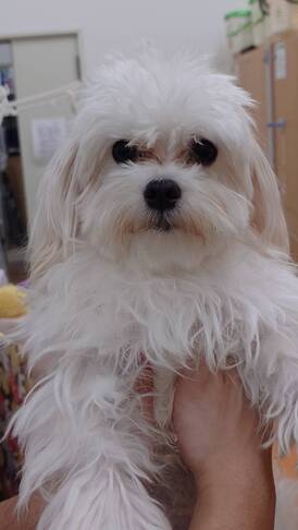 125179 マルチーズ