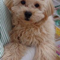 ペットアミ佐世保店